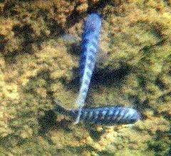 Maylandia zebra