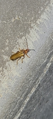 Cantharis rufa