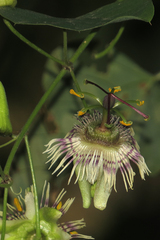 Passiflora urnifolia