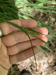 Carex ormostachya