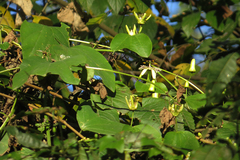 Passiflora urnifolia