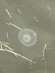 Aurelia coerulea