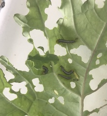 Xanthogaleruca luteola