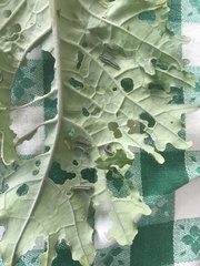 Xanthogaleruca luteola