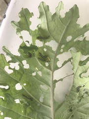 Xanthogaleruca luteola