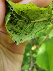 Myzus cerasi