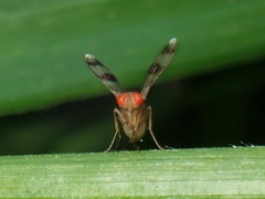 Chymomyza amoena