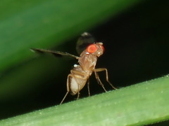 Chymomyza amoena