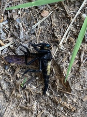 Promachus painteri