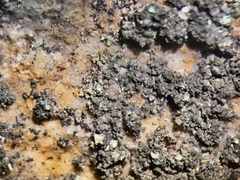 Lendemeriella reptans