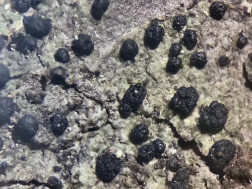 Representative image of Toninia populorum