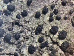 Micarea neostipitata