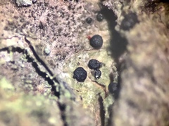 Micarea neostipitata