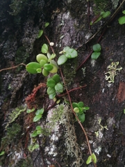 Sarmienta scandens