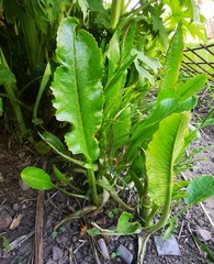 Armoracia rusticana