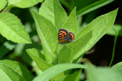 Lycaena phlaeas daimio