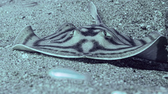 Urobatis concentricus