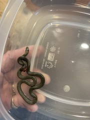 Diadophis punctatus similis
