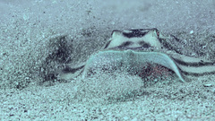 Urobatis concentricus