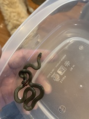 Diadophis punctatus similis