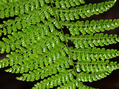 Diplazium divisissimum