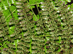 Diplazium divisissimum