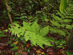 Diplazium divisissimum