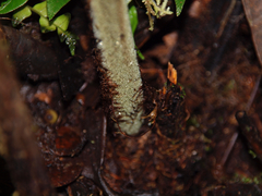 Diplazium divisissimum