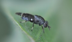 Euryneura