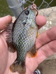 Lepomis gibbosus × cyanellus