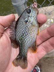 Lepomis gibbosus × cyanellus