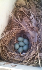 Phoenicurus phoenicurus