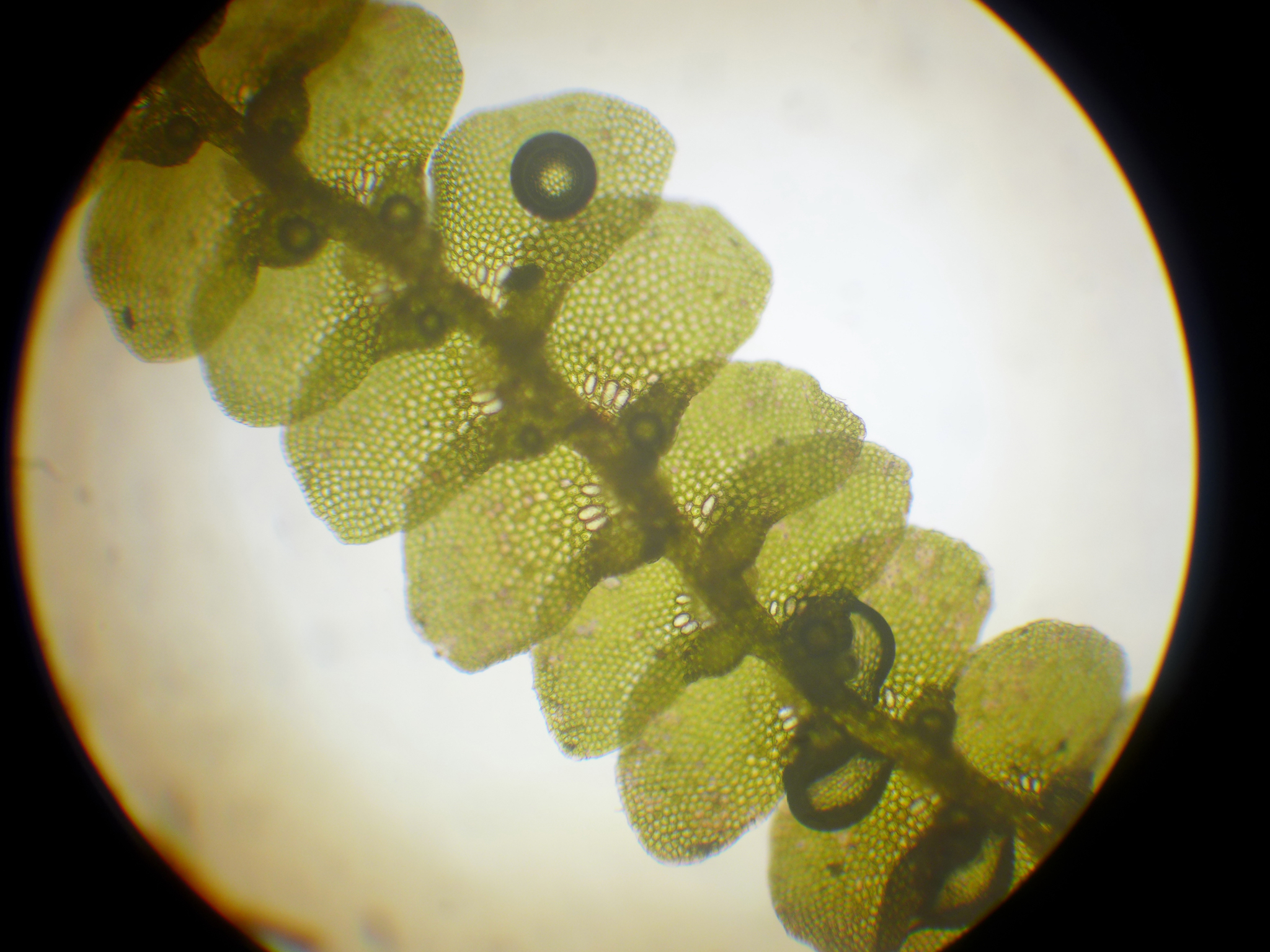 Ceratolejeunea cubensis