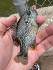 Lepomis gibbosus × cyanellus