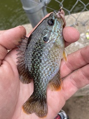 Lepomis gibbosus × cyanellus