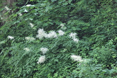 Aruncus