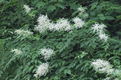 Aruncus