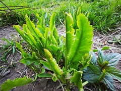 Armoracia rusticana