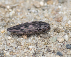 Chalcophora virginiensis