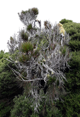 Dracophyllum arboreum