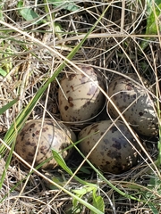 Bartramia longicauda