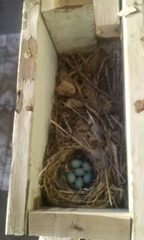 Phoenicurus phoenicurus