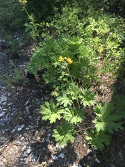 Cacaliopsis nardosmia