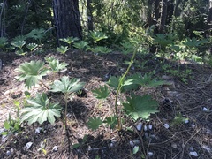 Cacaliopsis nardosmia