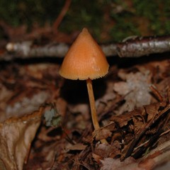 Entoloma salmoneum