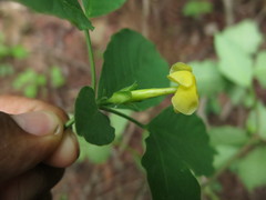 Tabernaemontana hannae