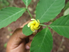 Tabernaemontana hannae