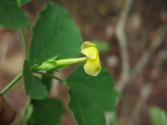 Tabernaemontana hannae