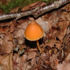 Entoloma salmoneum