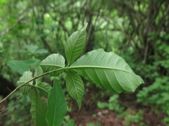 Tabernaemontana hannae